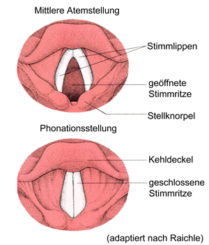 kehle4.gif