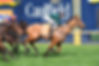 second slip caulfield.jpg