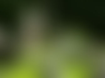 Tikis en Hiva Oa, Marquesas: esculturas sagradas que protegen sitios ancestrales