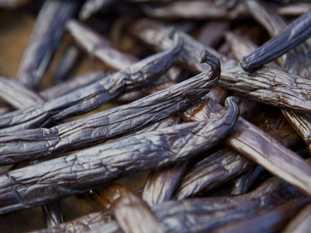Vainas de vainilla cultivadas en Taha’a, Polinesia Francesa