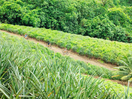 Excursión privada en bicicleta eléctrica entre plantaciones de piña en Moorea