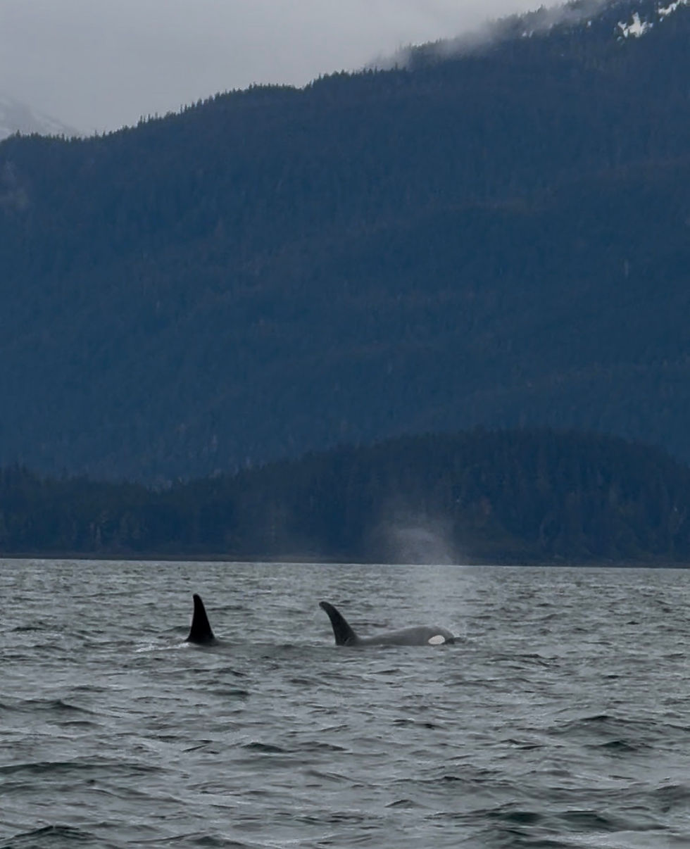 Orcas in Juneau