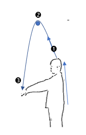 Lift the Head to Lower Your Arms