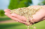 Turf Type Tall Fescue Seed