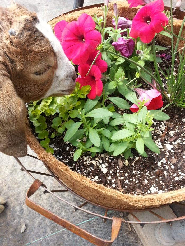 Busy Bee Garden Center