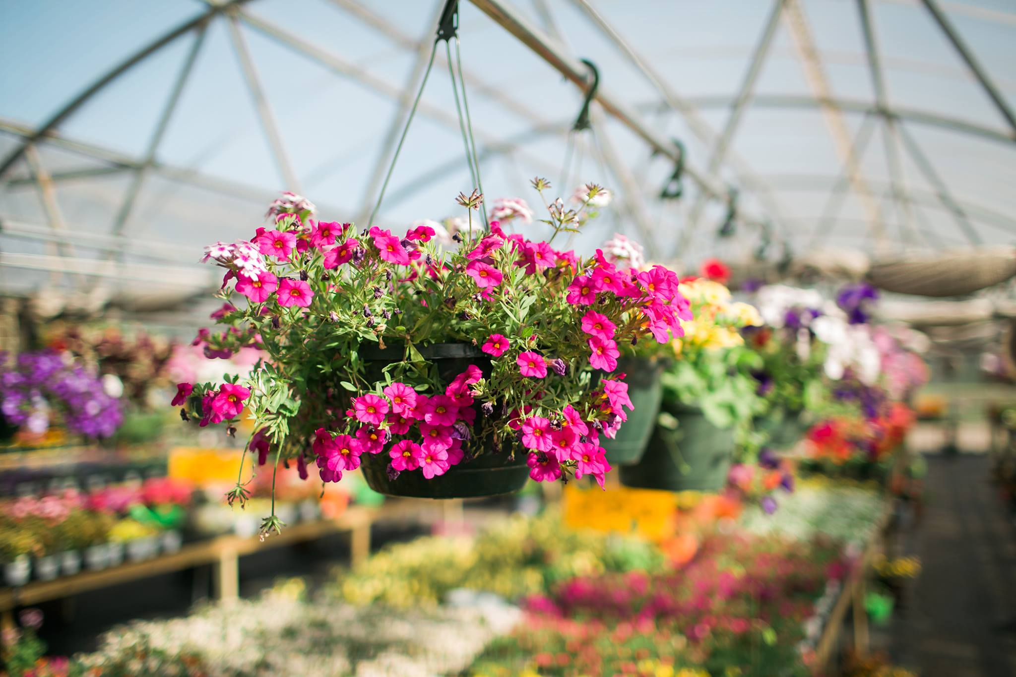 Busy Bee Garden Center