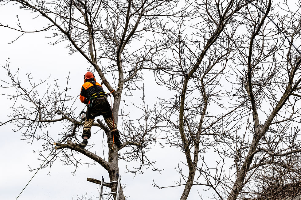 arborist-dismantling-walnut-tree-at-backyard-2024-10-12-22-40-11-utc_edited.jpg