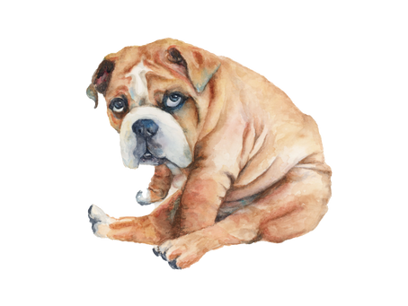 English Bulldog puppy