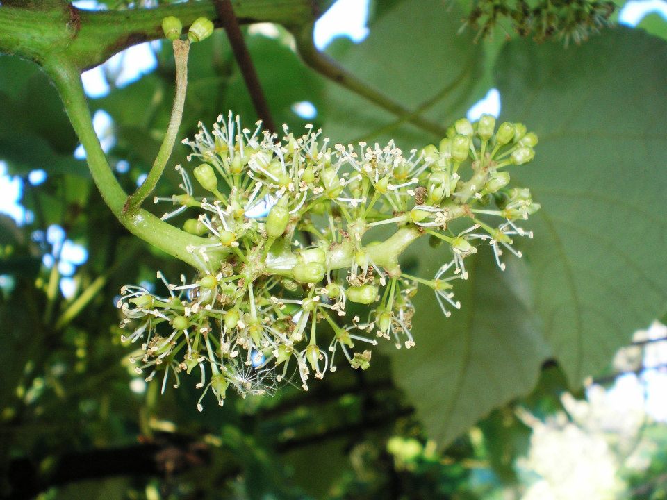Floração