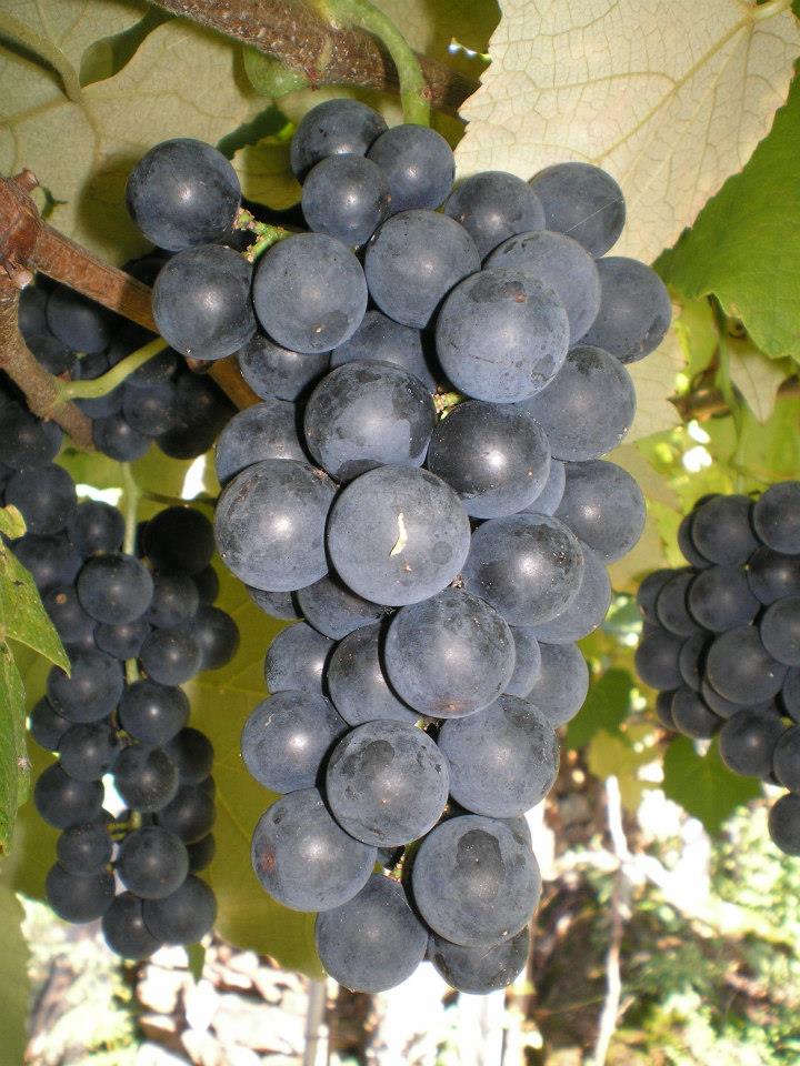 Uva Bordô