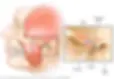 Mayo Clinic Visual of TMJ