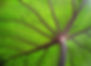 Taro_leaf_underside,_backlit_by_sun_-_ed