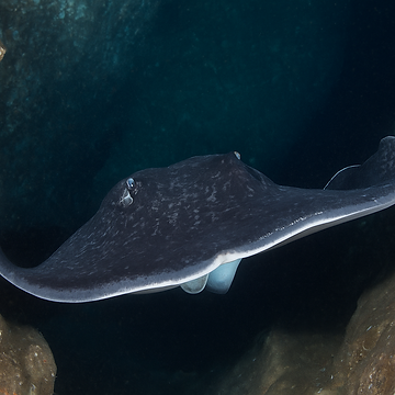 A stingray swims through a dark cave, underwater, marine life habitat.
