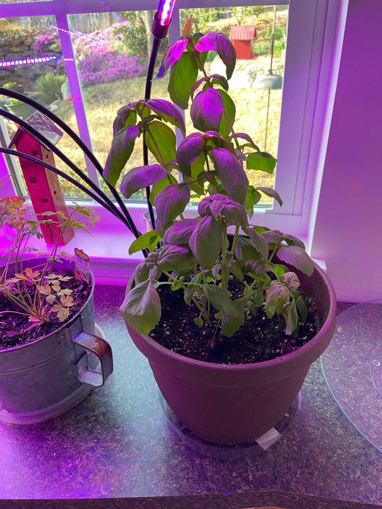 Make Yourself an Indoor Herb Garden