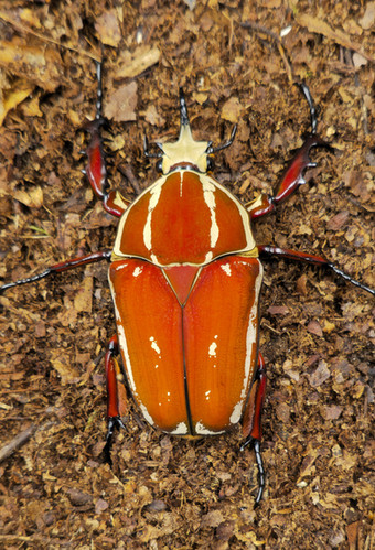 標本 M. ugandensis 67mm larva breeding 標本 M. ugandensis 67mm larva breeding Giant Flower Beetle