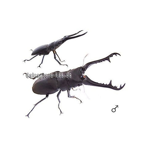 Prosopocoilus giraffa keisukei | Coleoptera XXL