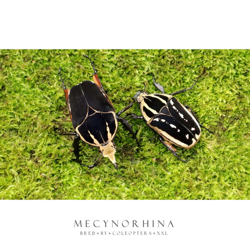 Mecynorhina torquata ugandensis | Coleoptera XXL