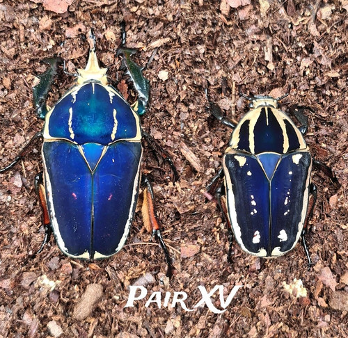 Mecynorhina torquata ugandensis | Coleoptera XXL