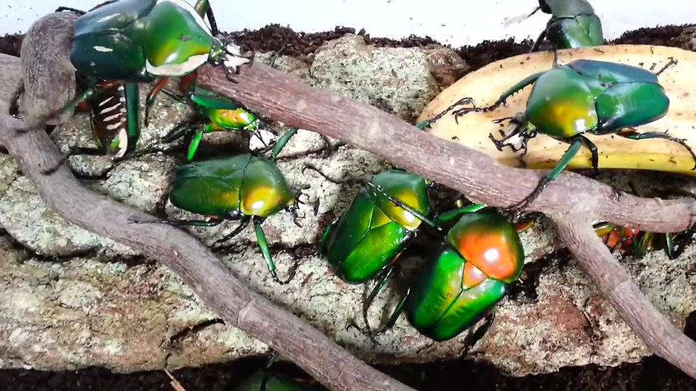 Thumbnail: Dicronorhina derbyana oberthuri