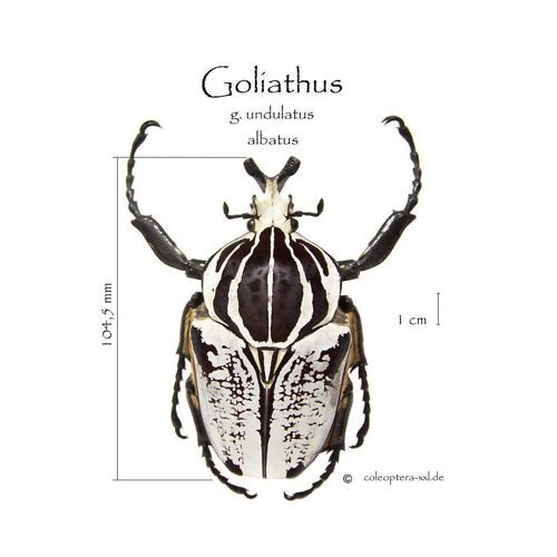 Goliathus g. undulatus albatus | Coleoptera XXL