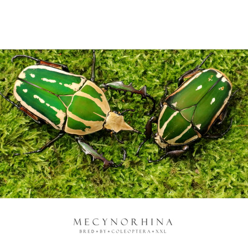 Mecynorhina torquata ugandensis | Coleoptera XXL