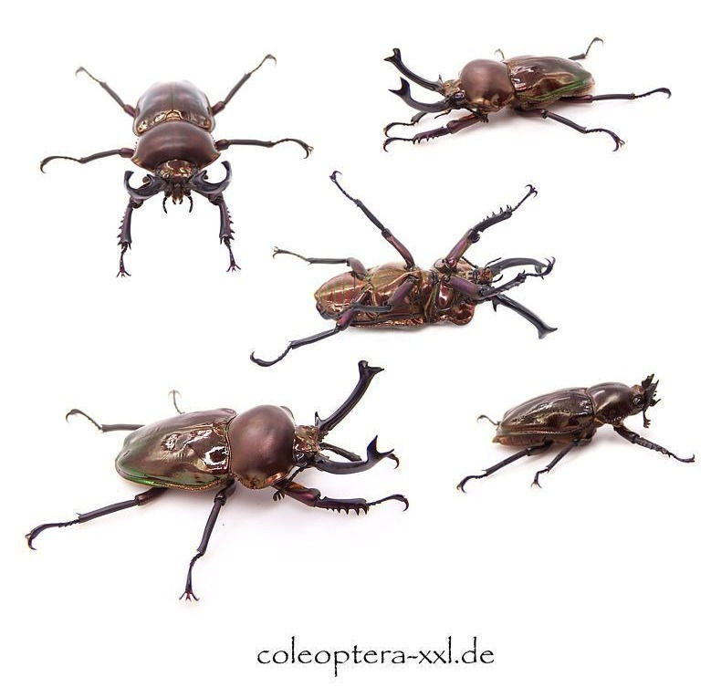 Miniaturbild: Phalacrognathus muelleri