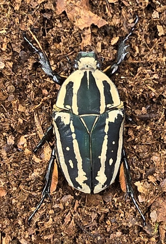 Mecynorhina torquata ugandensis | Coleoptera XXL