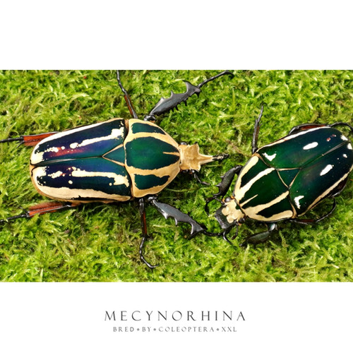 Mecynorhina torquata ugandensis | Coleoptera XXL