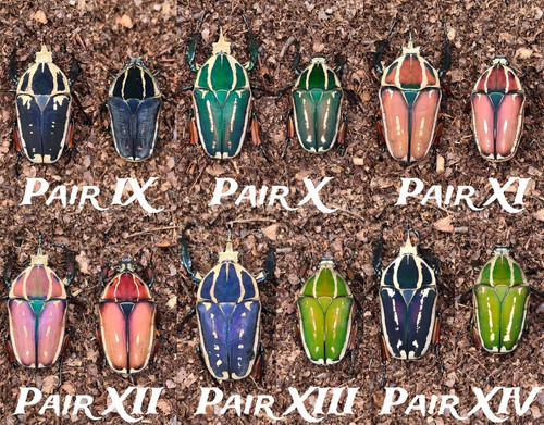 Mecynorhina torquata ugandensis | Coleoptera XXL
