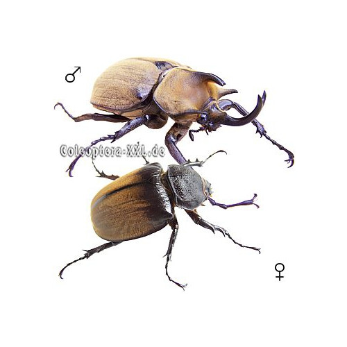標本 Uganda Mesotopus imperator 80mm 標本 Uganda Mesotopus