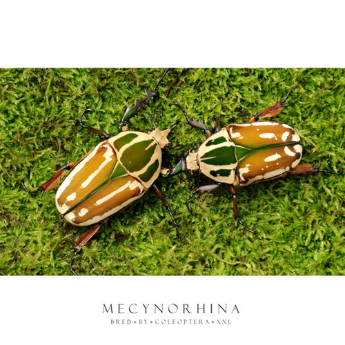 Mecynorhina torquata ugandensis | Coleoptera XXL