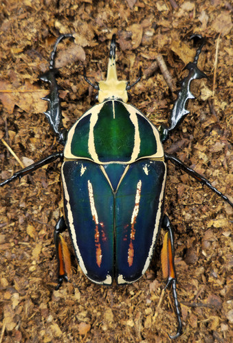 Mecynorhina torquata ugandensis | Coleoptera XXL