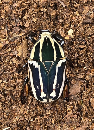 Mecynorhina torquata ugandensis | Coleoptera XXL