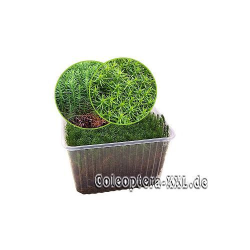 Miniaturbild: Moos, lebend