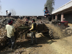 Fodder For Cows