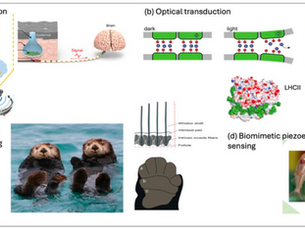 Bioinspiration in my Summer Research: How I used Nature's Sensing Systems to Approach X-Ray Radiation Sensor Design