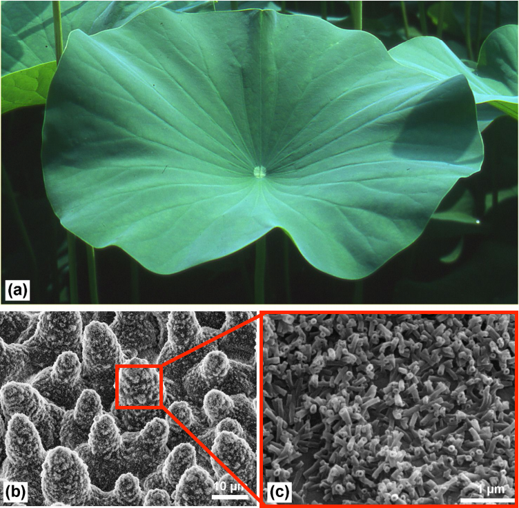 Diagram of Lotus Leaf with SEM images of microscopic structures in (b) and (c)