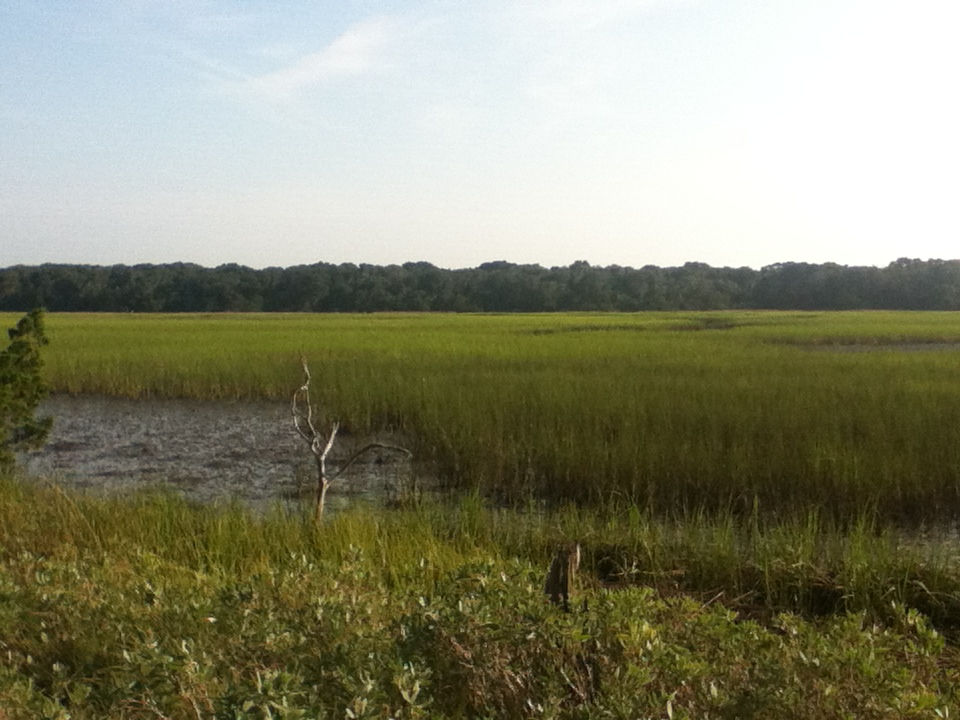 wetland ca.JPG