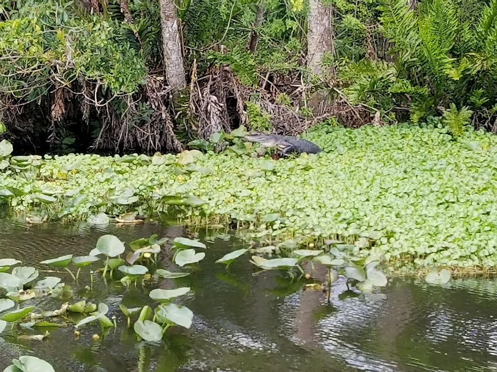 Eye-level view of a wetland area with diverse vegetation