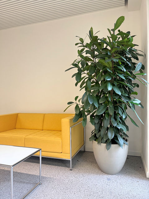 The-House-of-the-Euro-Ficus-Cyathistipula-PotteryPotsRefined-kantoorbeplanting