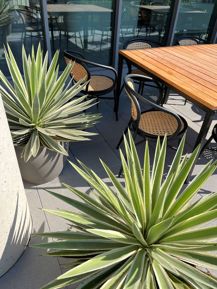 AB Inbev-leuven-kamerplanten-planten voor kantoor huren-onderhoudscontract-agave