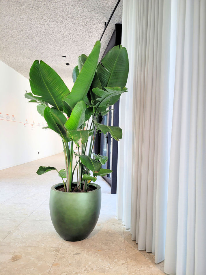 Kantoorplanten,Voka Hasselt, Strelitzia in groene pot