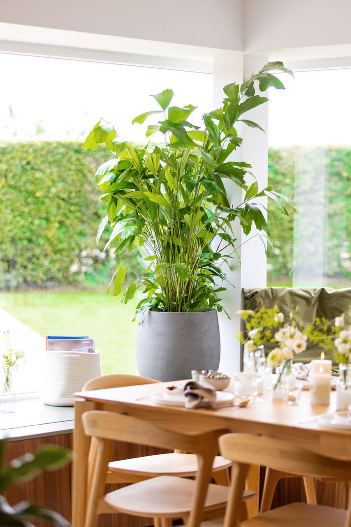 eventdecoratie-interieurbeplanting-eventdecoratie-plant-axis-belgie