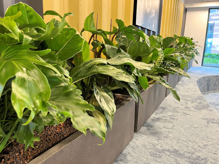 MCA Labs-Antwerpen-planten-biophilic design-plant-axis