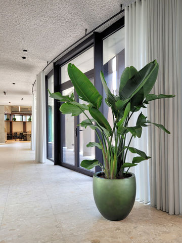 Voka-Limburg-Strelitzia-keramiek-pot-kantoorplant