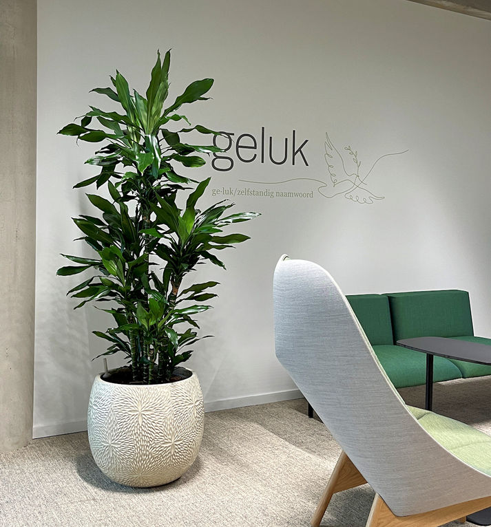 CM-Demersite-planten huren-Hasselt-onderhoudscontract-planten op kantoor-moderne potten