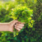 Hands harvesting fresh herbs from a garden, symbolizing natural Ayurvedic healing and seasonal wellness practices.