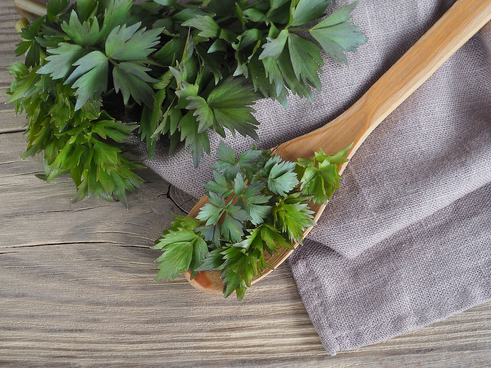 Wissenswertes über Liebstöckel