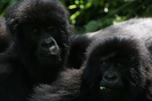 gorilla trek uganda