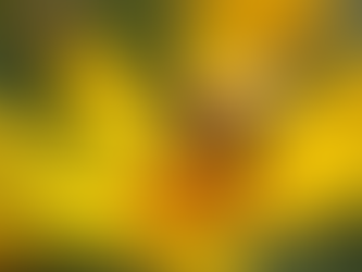 Understanding the Impact of Human Activity on Local Bee Species in Houston Texas